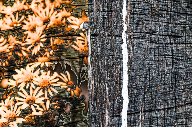 Herfstbloemen